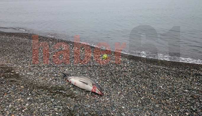 Trabzon'da yine yunus balıkları karaya vurdu