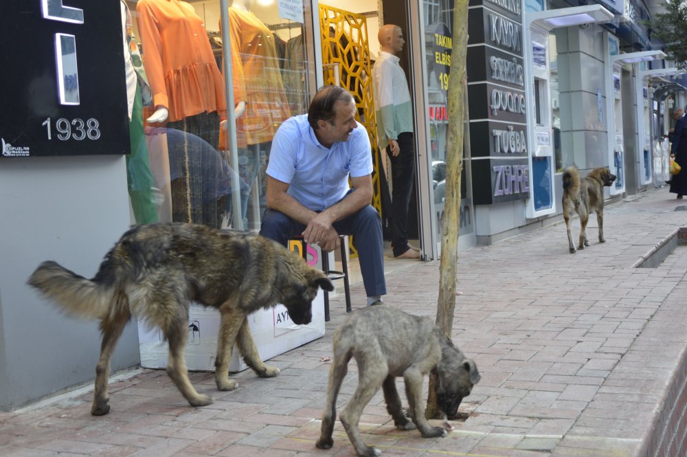 Gümüşhaneli esnaf Mahmut Tonyalı sokak hayvanlarının tüm bakımlarını yaptırıp besliyor.