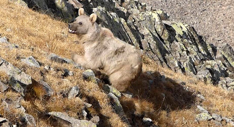 Doğu Karadeniz'de kış uykusuna yatmayan ayılar, tehlike oluşturuyor