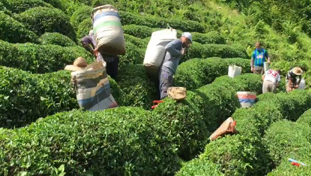 Koronavirüse yakalanan üreticinin çayını komşuları topladı