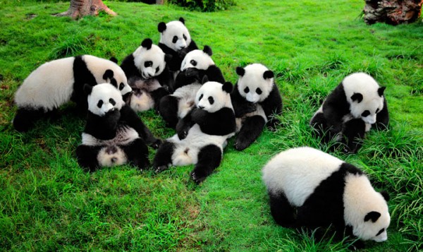 Pandalar neden tembeldir? Dünyanın en tembel hayvanı panda mıdır