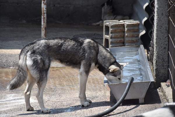 Sıcaktan bunalan köpekler hortumla serinletiliyor 