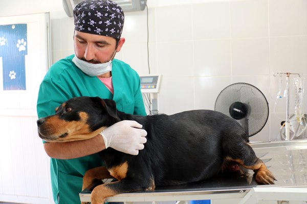 Doğum yapmakta zorlanan sokak köpeğine sezaryen: Tam 12 yavru