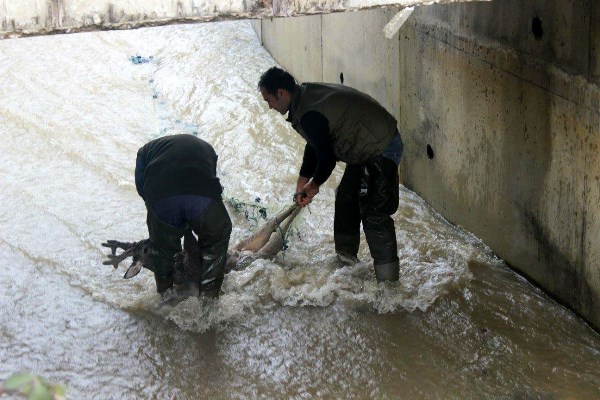 Kanala düşen karaca için seferber oldular