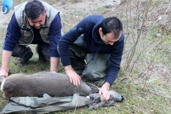 Kanala düşen karaca için seferber oldular