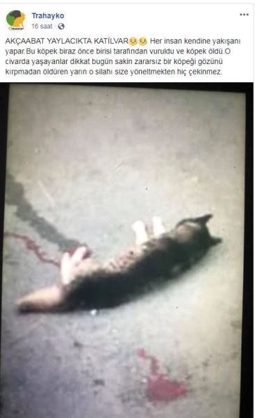 Trabzon'da hayvan katliamı! Sokak köpeğini tüfekle vurdular