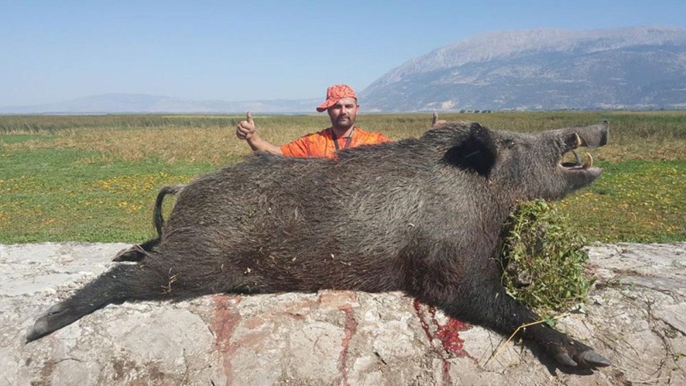 200 kiloluk dev domuzu avladı 