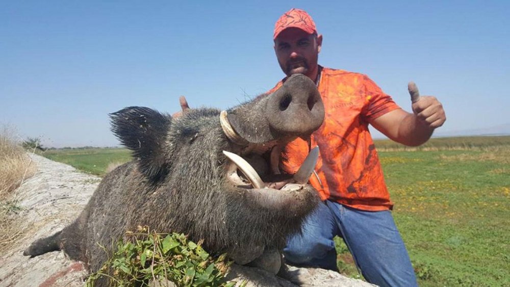 200 kiloluk dev domuzu avladı 