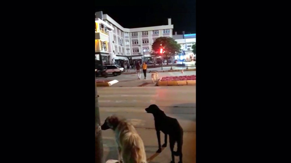 Vatandaş kırmızıda geçti sokak köpekleri yeşili bekledi