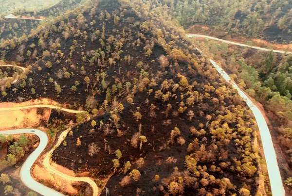 Trabzon'da Sürmene Çamburnu ormanından sevindirici haber