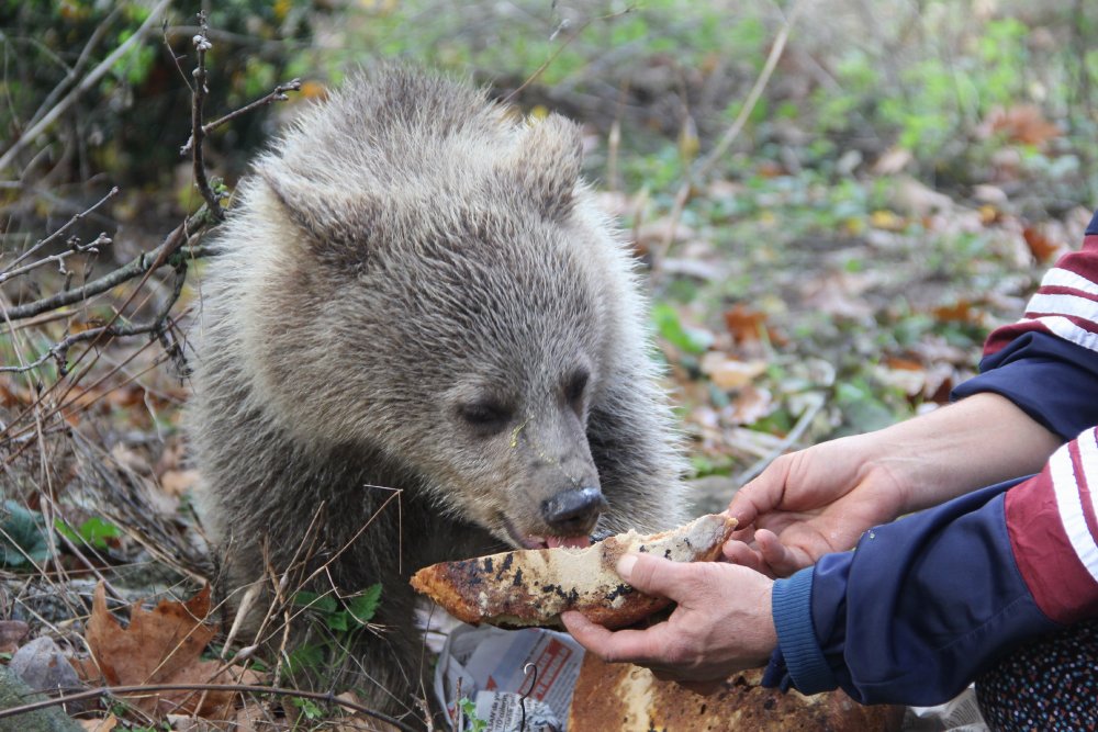 Yavru ayılara elleriyle ballı ekmek yediriyor