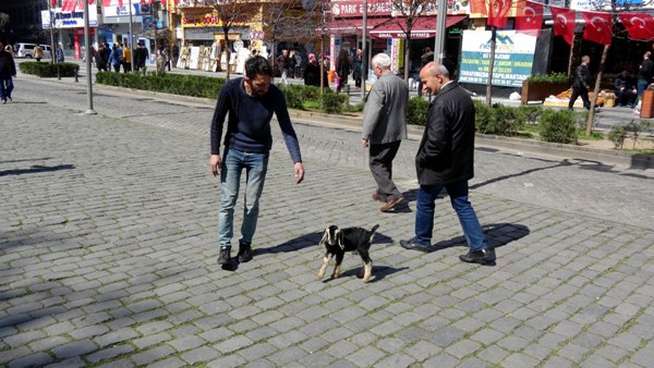 Trabzon'da Yavru keçi ilgi odağı oldu