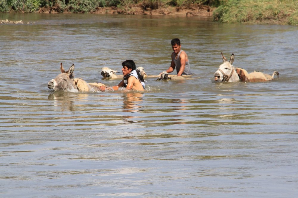 Yayla dönüşü, hayvanlarını nehirden geçirdiler