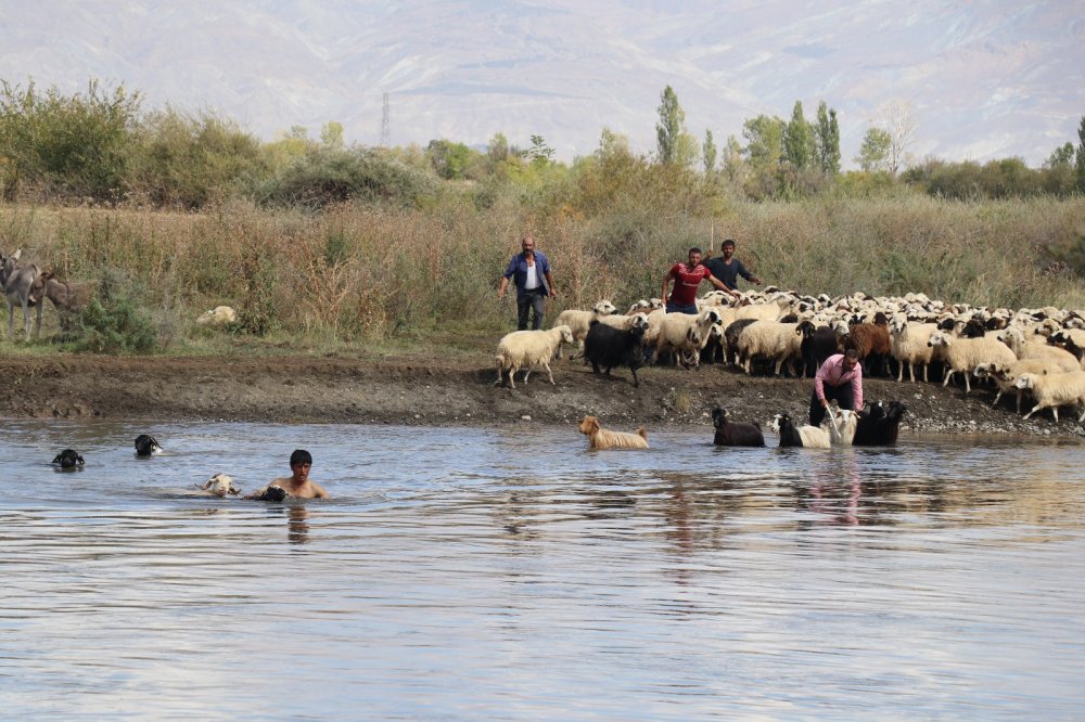 Yayla dönüşü, hayvanlarını nehirden geçirdiler