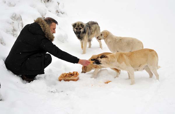 Trabzon'da iki esnaf köpekler için harekete geçti.
