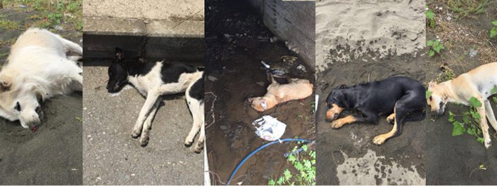 Trabzon'da köpek katliamı! Köpekleri zehirlediler...